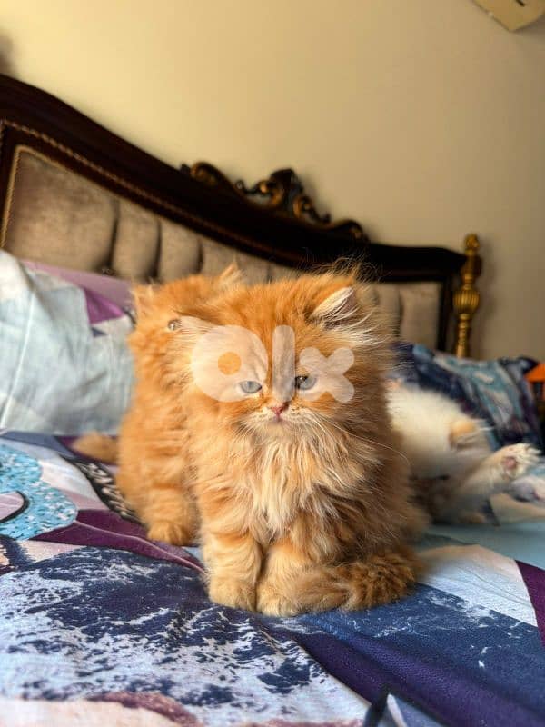 3 kittens for sale 2