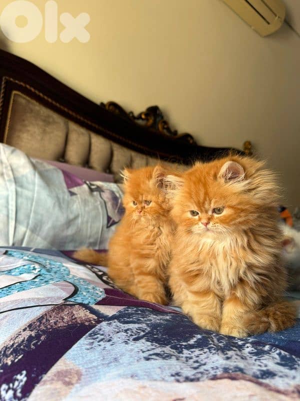 3 kittens for sale 3