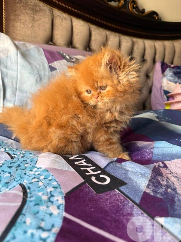 3 kittens for sale 4