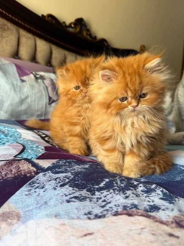 3 kittens for sale 5