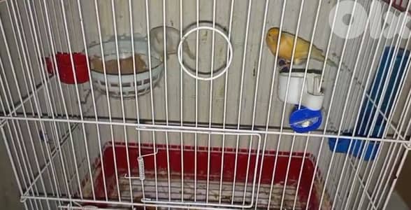 جوزين جاهزين للبيع