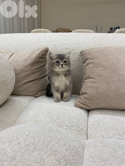 British Grey Short Hair