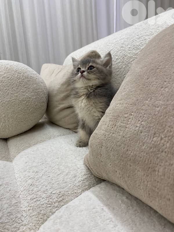 British Grey Short Hair 1