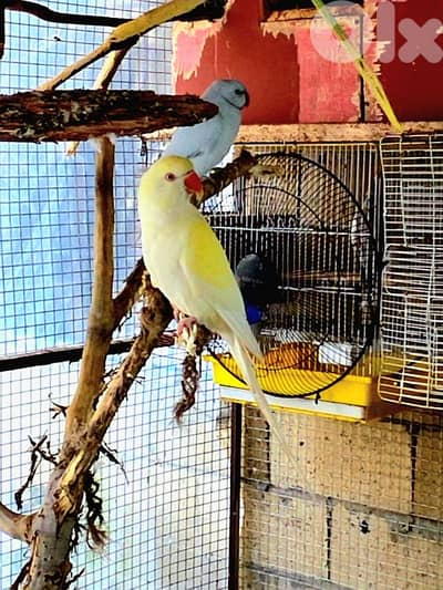 انثا دره كلير