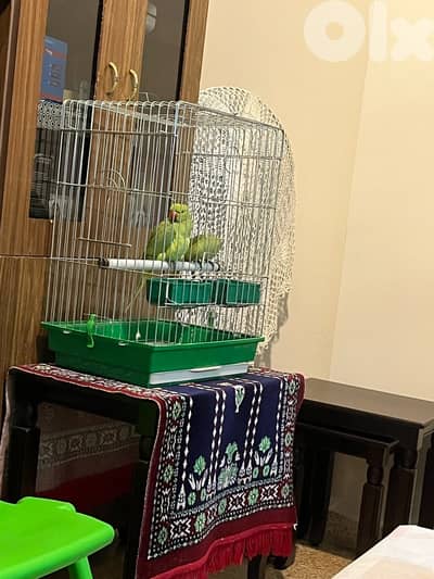 parrot ringneck parrot, ببغاء درة بكستاني