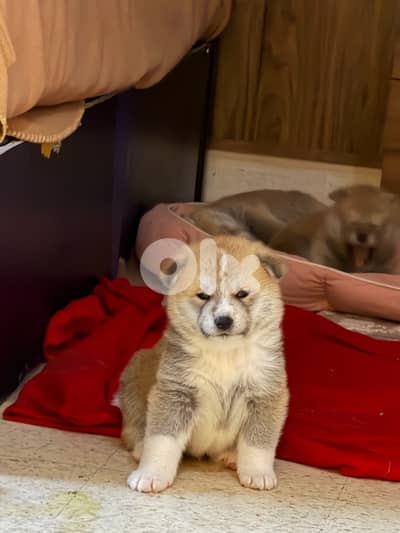 Japanese akita (big size- pedigree)