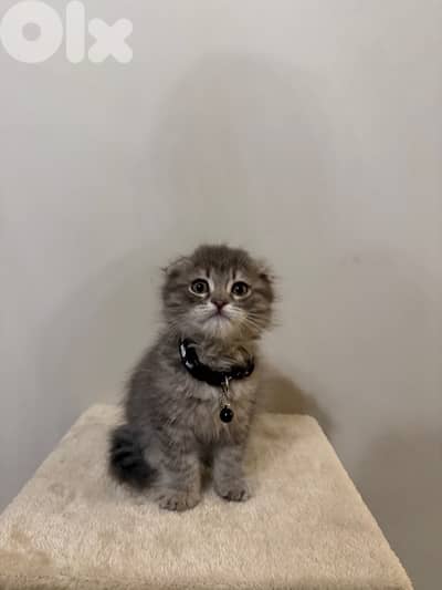 silver tiger Scottish fold