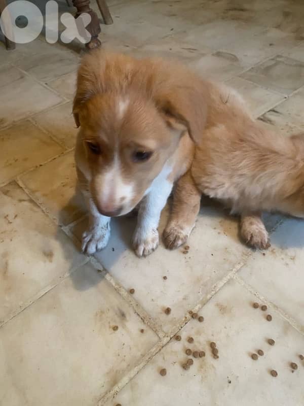 Mixed Labrador Golden puppies 3
