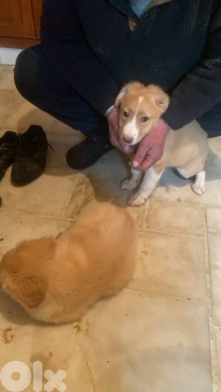 Mixed Labrador Golden puppies 5