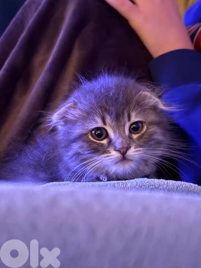 silver chinchilla Scottish fold