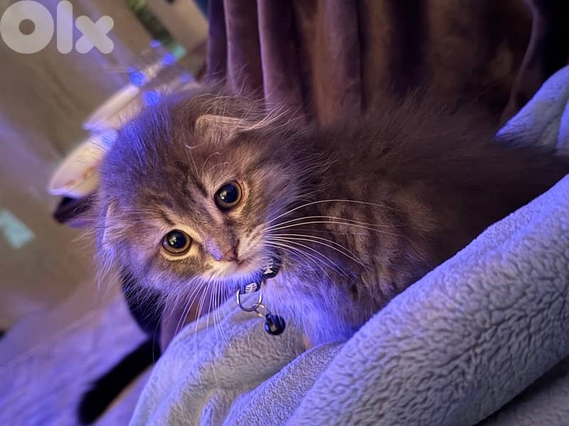 silver chinchilla Scottish fold 1