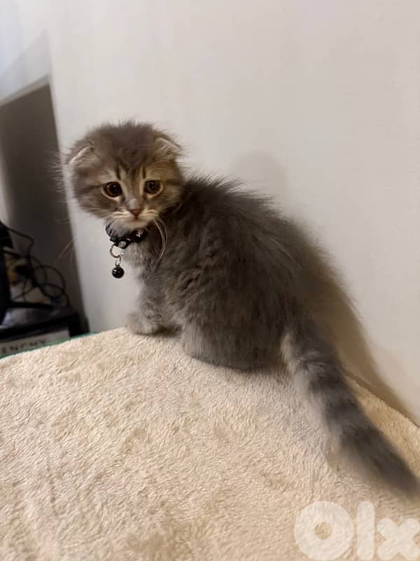 silver chinchilla Scottish fold 2