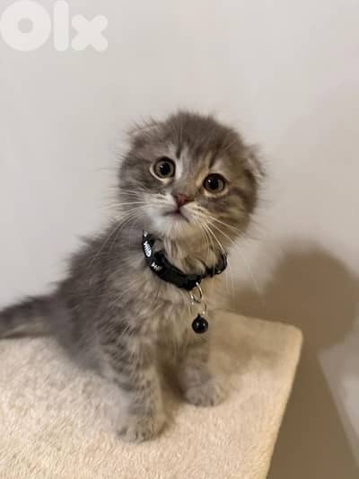 chinchilla silver Scottish gold