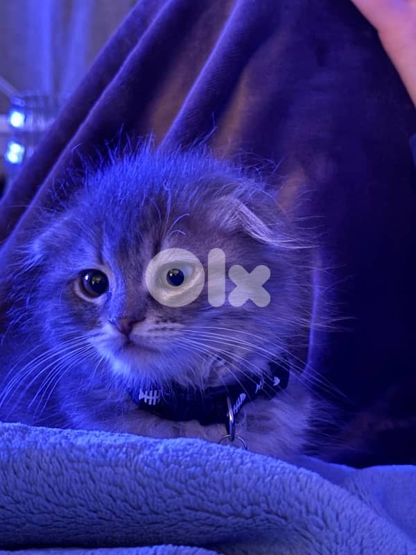 chinchilla silver Scottish gold 2