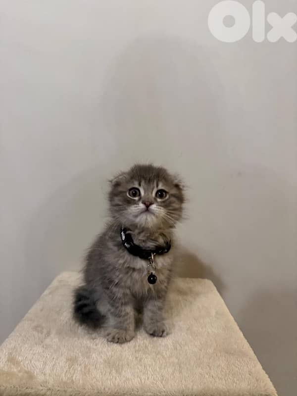 chinchilla silver Scottish gold 4