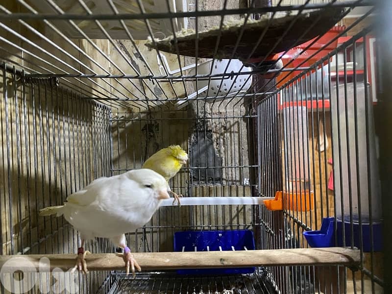 حارة حريك 10