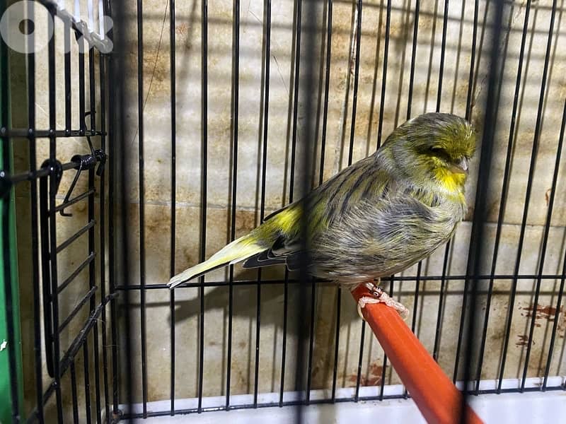 حارة حريك 11