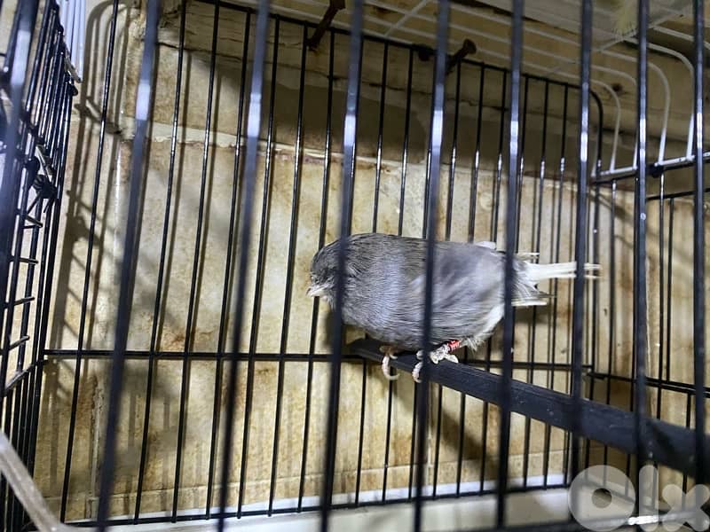 حارة حريك 12