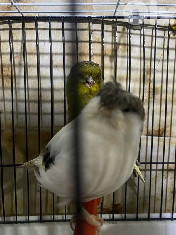 حارة حريك 13