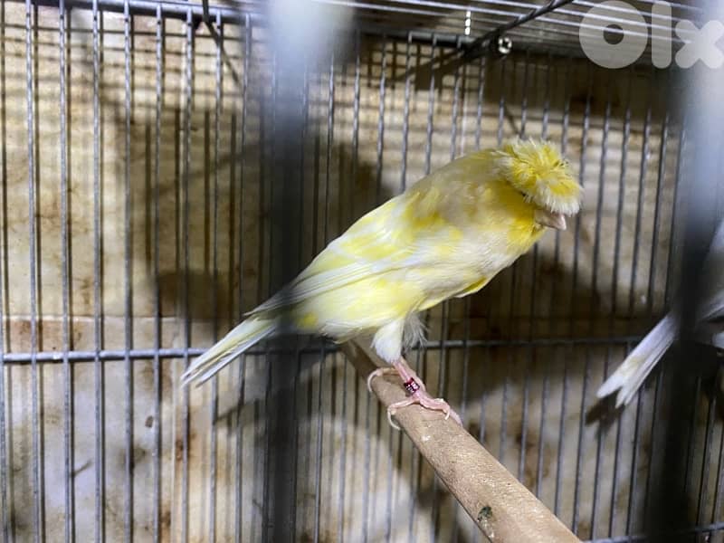 حارة حريك 14