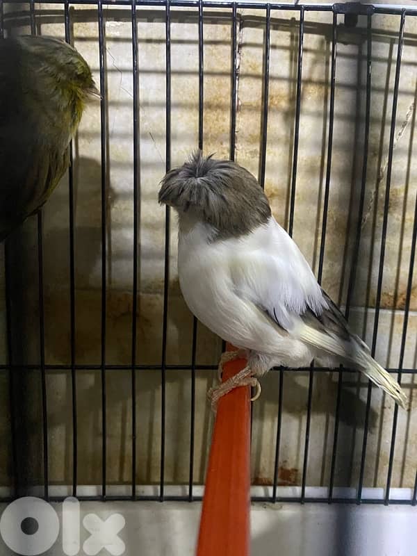 حارة حريك 15