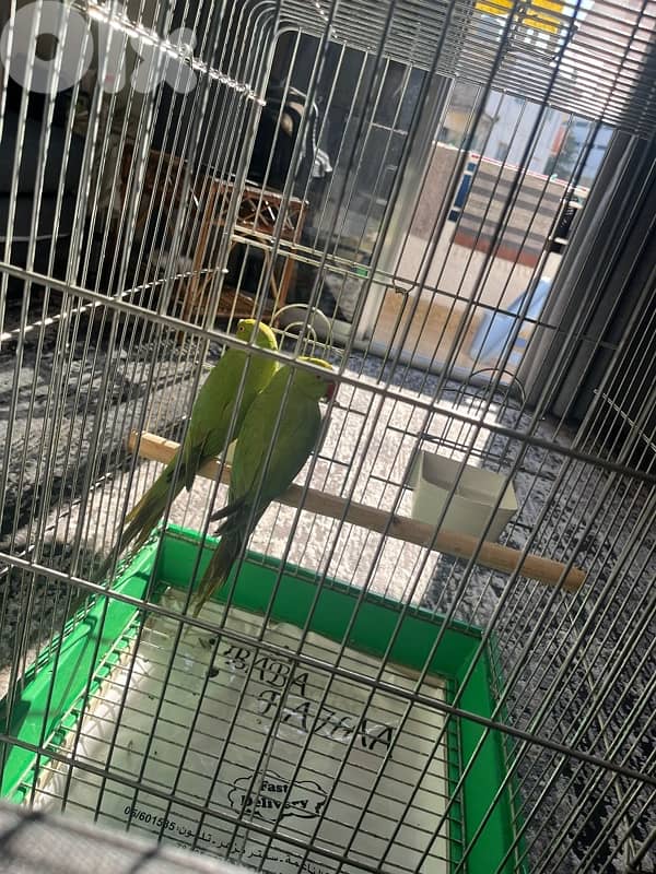 parrot ringneck parrot, ببغاء درة بكستاني مع اكلن 1