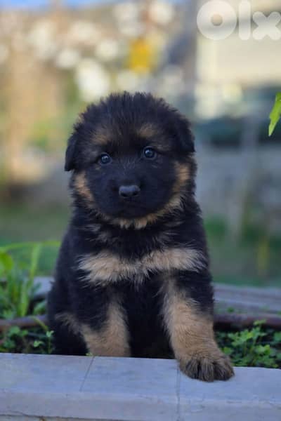 German Shepherd PureBred Puppies