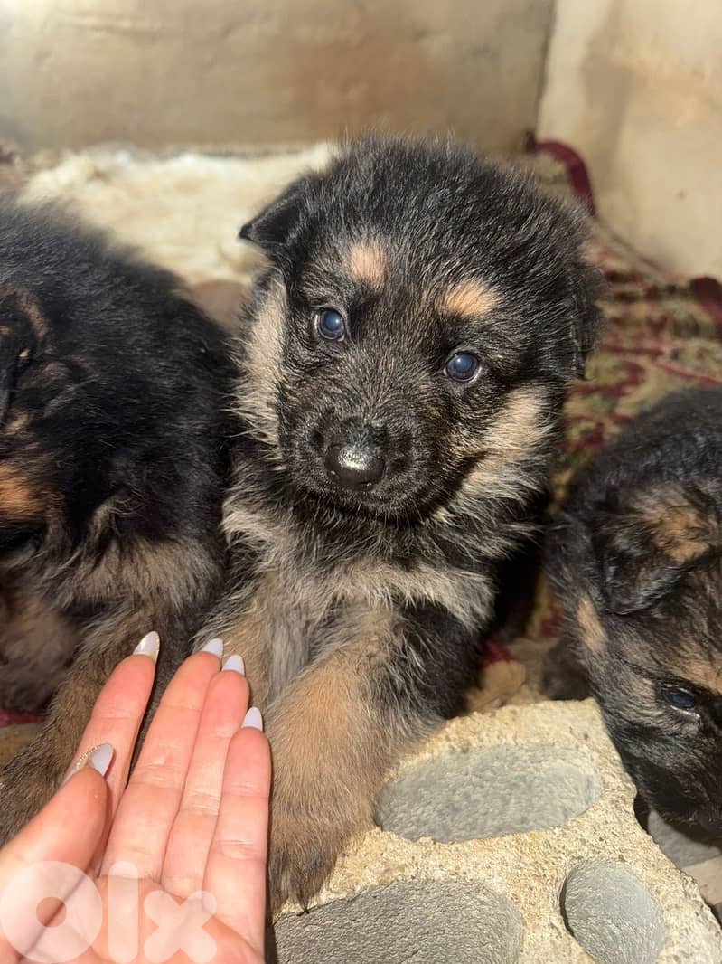 German Shepherd PureBred Puppies 1