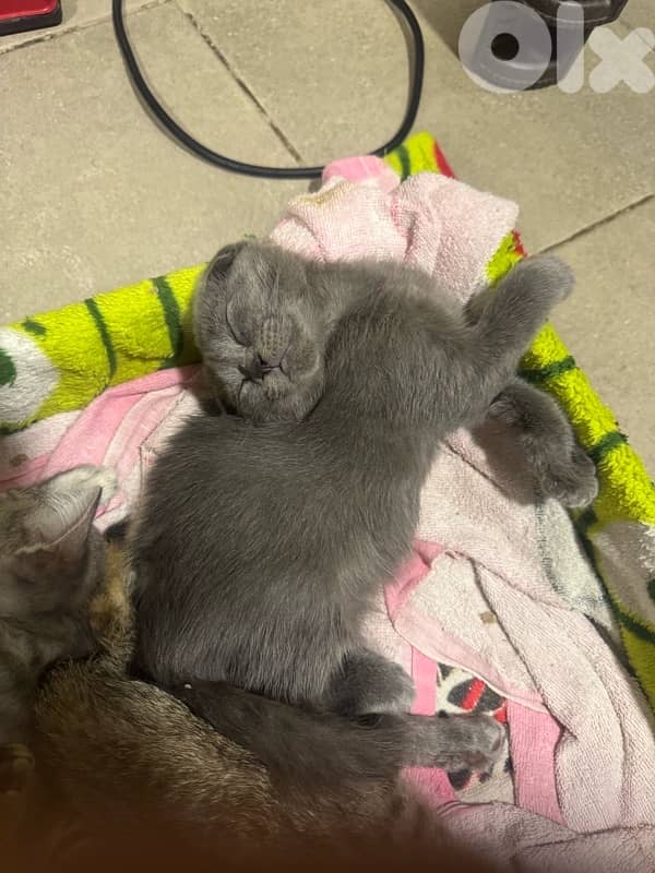 قطط للبيع 4