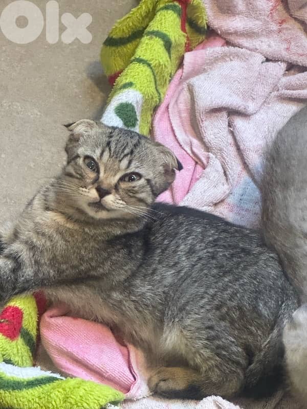 قطط للبيع 5