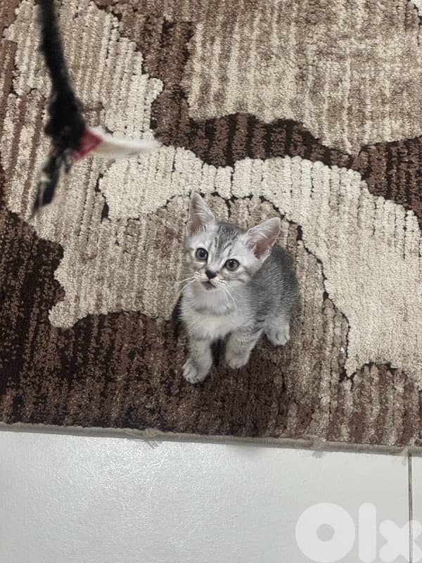 قطط للبيع 6