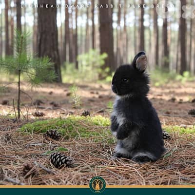 جميع سلالات الأرانب أجنبية نقية -  rabbit pure breed