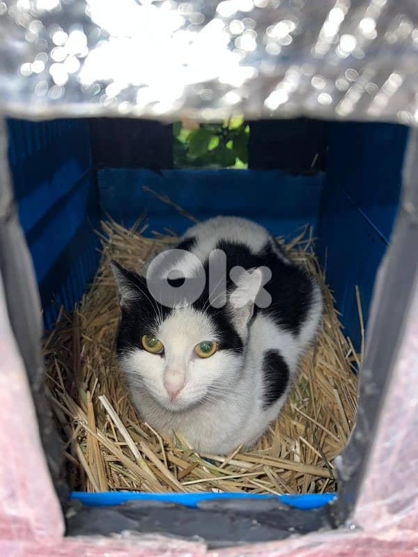 Outdoor Cat House Waterproof amazing idea !! wtsp 78888700 5