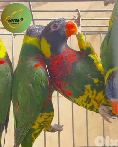 لوري ،نيبالي،بالم هيد