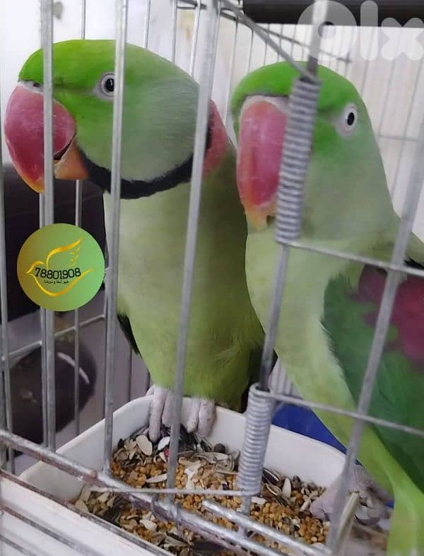 لوري ،نيبالي،بالم هيد 1