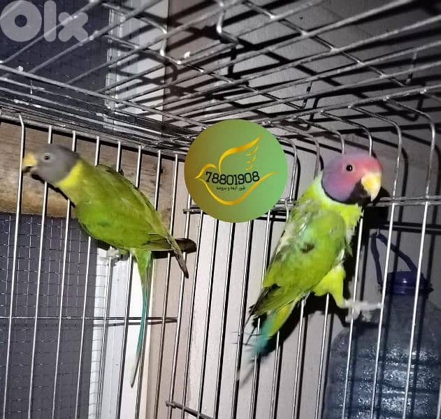 لوري ،نيبالي،بالم هيد 2