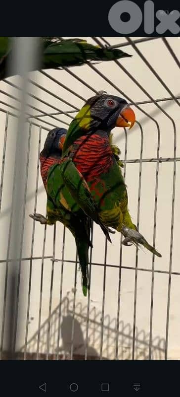 لوري ،نيبالي،بالم هيد 3