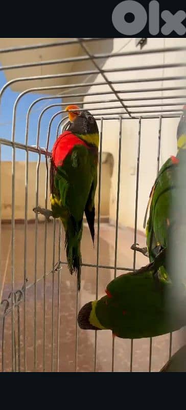 لوري ،نيبالي،بالم هيد 4