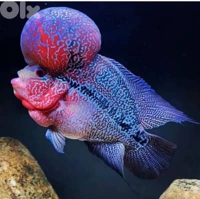 حدت شارع الجاموس