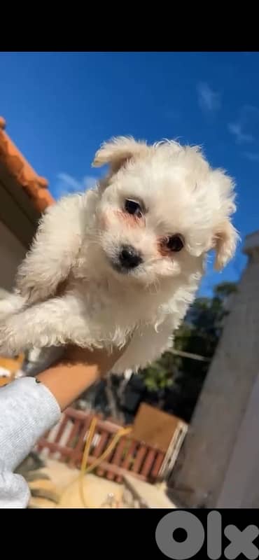 bichon x loulou pomeranian