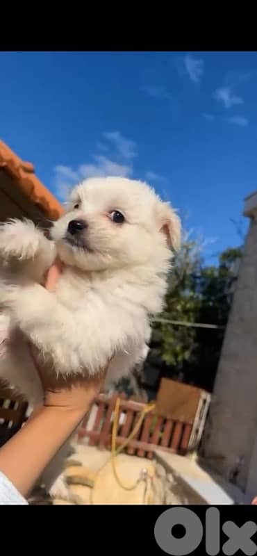 bichon x loulou pomeranian 1