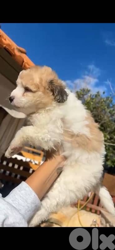 bichon x loulou pomeranian 3