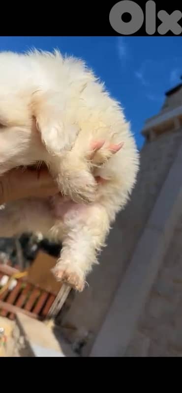 bichon x loulou pomeranian 4