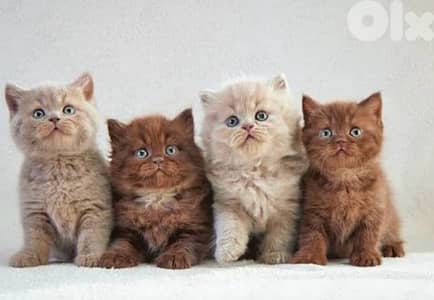 brown and gray british