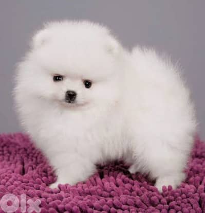 pomeranian teacup