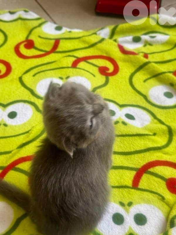 قطط للبيع kittens and adults 7