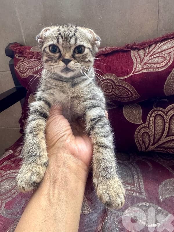 قطط للبيع kittens and adults 8