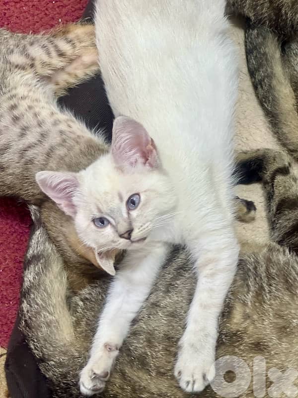 قطط للبيع kittens and adults 9