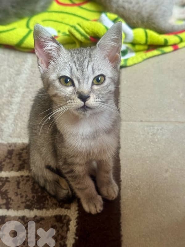 قطط للبيع kittens and adults 10