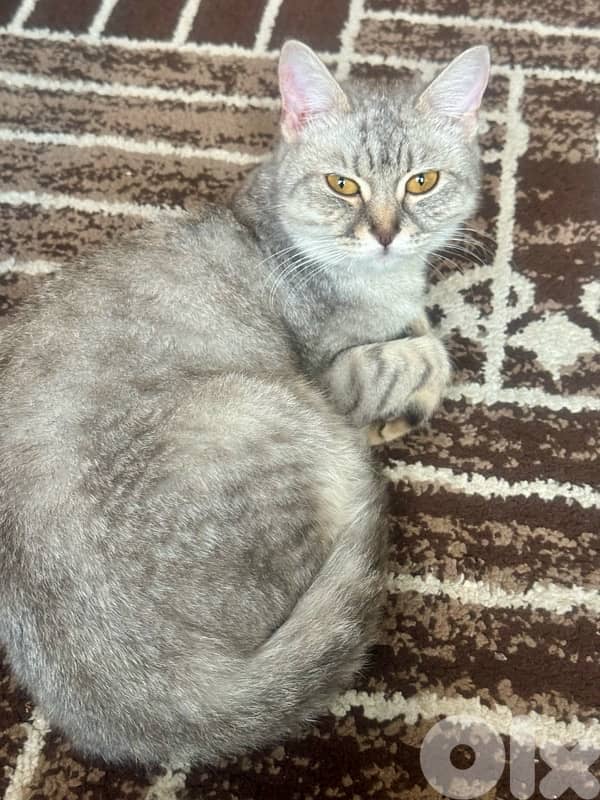 قطط للبيع kittens and adults 11